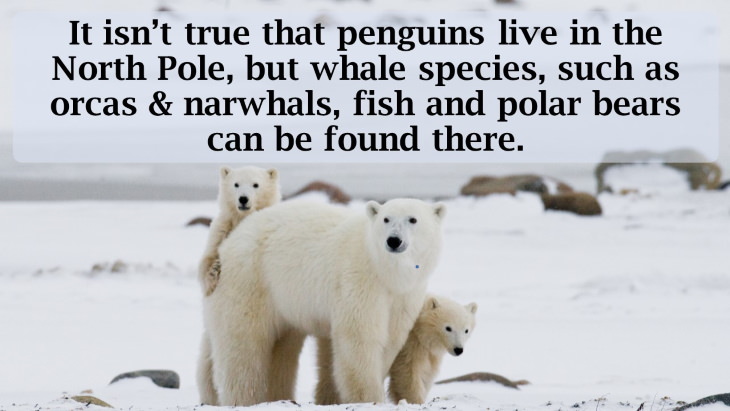 12 Fascinating Facts About the North Pole It isn’t true that penguins live in the North Pole, but whale species, such as orcas & narwhals, fish and polar bears can be found there.