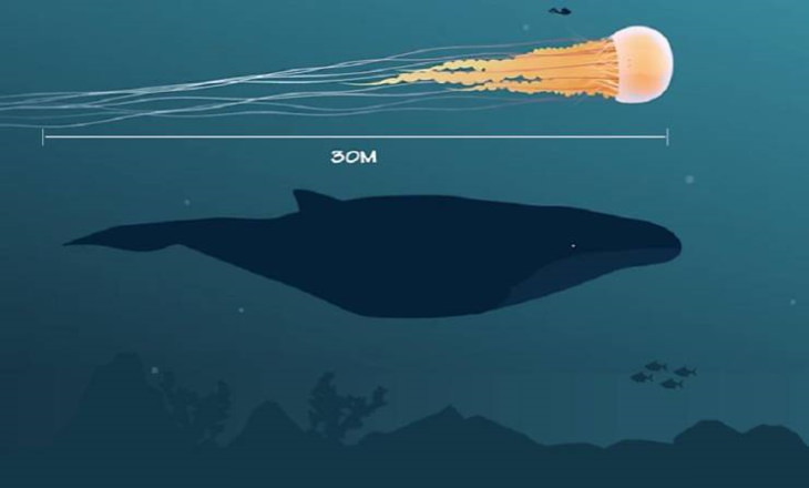 human scale photos Lions mane jellyfish next to blue whale and human.