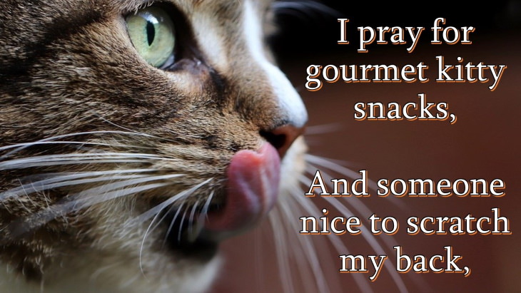 cat prayer I pray for gourmet kitty snacks, And someone nice to scratch my back,