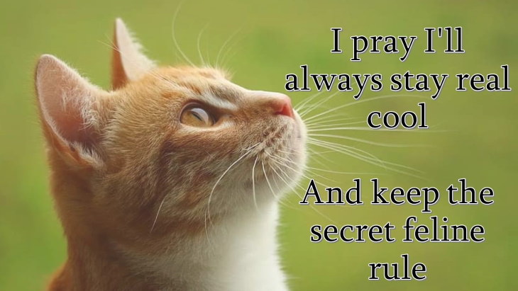 cat prayer I pray I'll always stay real cool And keep the secret feline rule