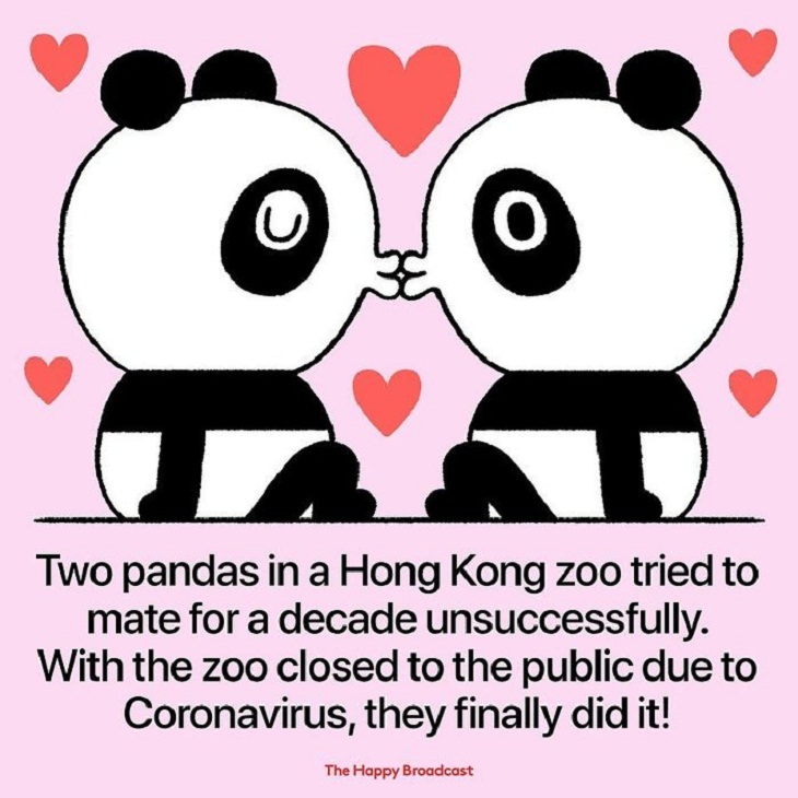  Illustrated News Stories , pandas 