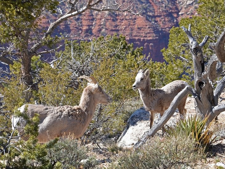Grand Canyon is Full of Wildlife