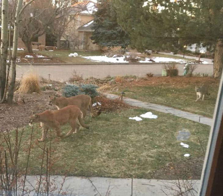 animals exploring streets during quarantines coronavirus mountain lions