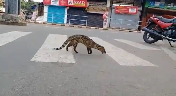 animals exploring streets during quarantines coronavirus civet