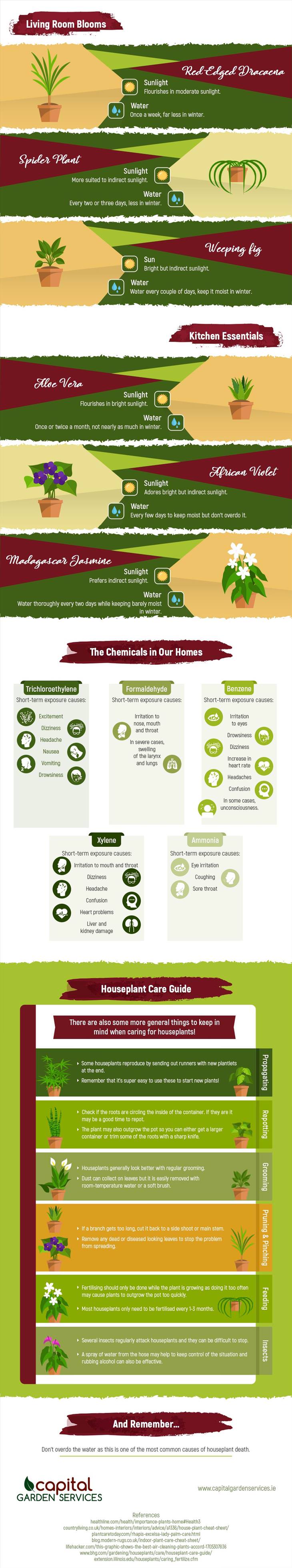house plant infographic