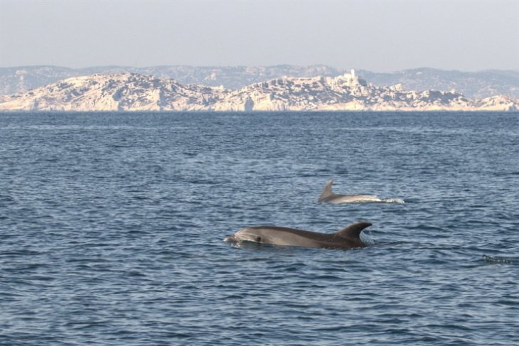 animals exploring streets during quarantines coronavirus dolphins