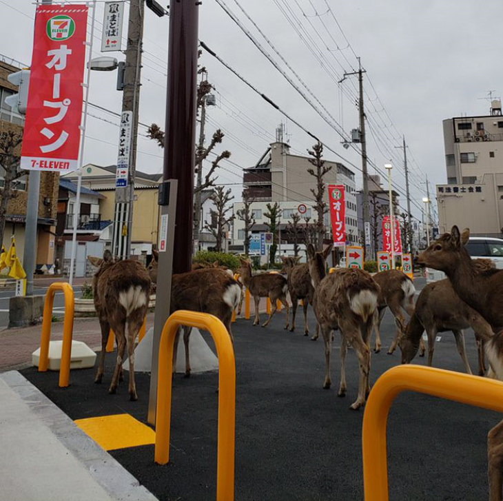 animals exploring streets during quarantines coronavirus deer 2