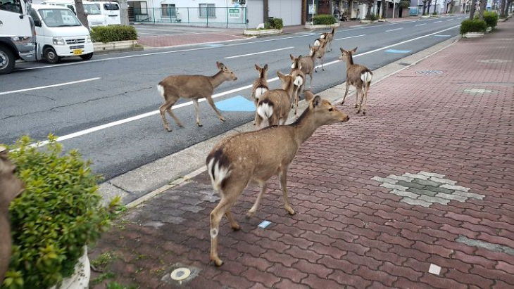 animals exploring streets during quarantines coronavirus deer 1