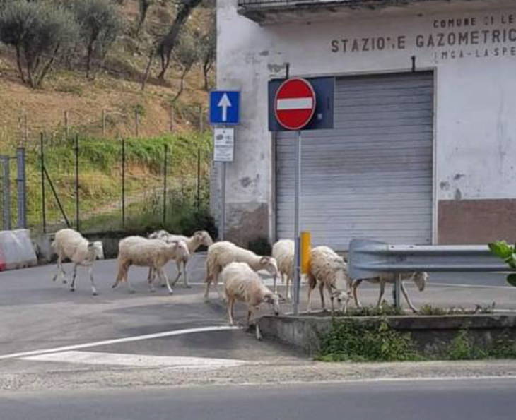 animals exploring streets during quarantines coronavirus sheep