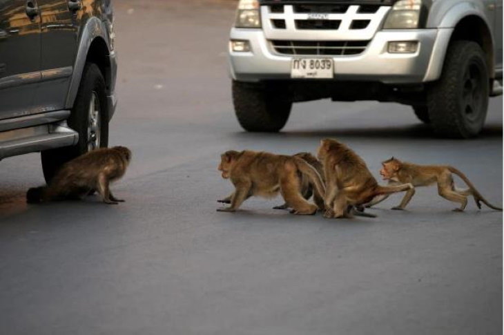 animals exploring streets during quarantines coronavirus macaque