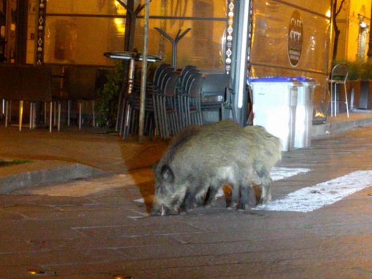 animals exploring streets during quarantines coronavirus boars