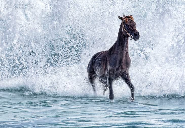 4. Um cavalo gostaria de ser um cavalo marinho, Lombok, Indonésia