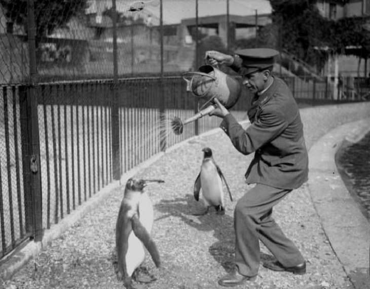  Historical Pics , zookeper, penguins