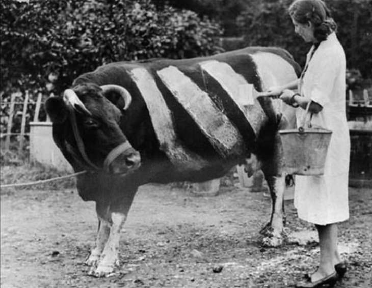  Historical Pics , woman paints a cow during World War II.