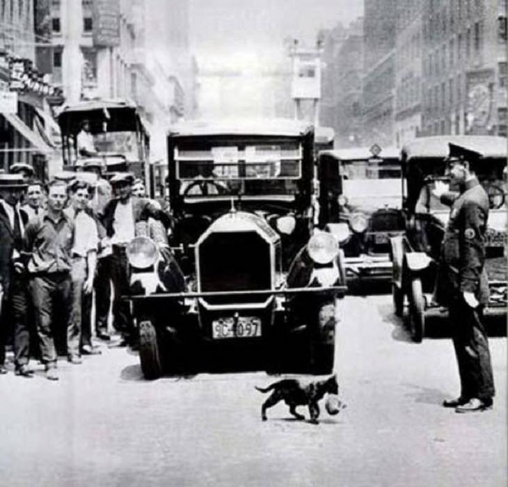  Historical Pics , cat walks by in New York