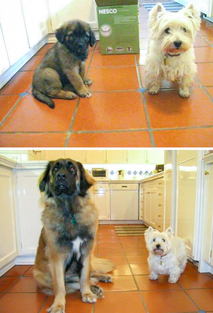 Pets Growing Old Together , dogs