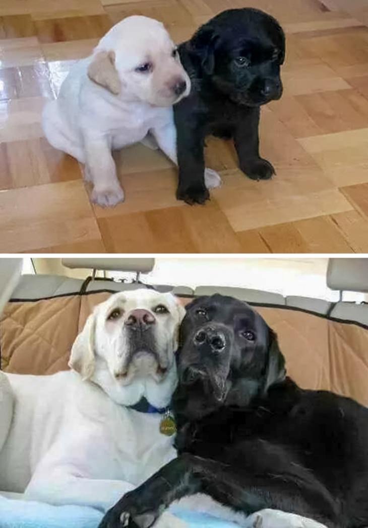 Pets Growing Old Together , dogs