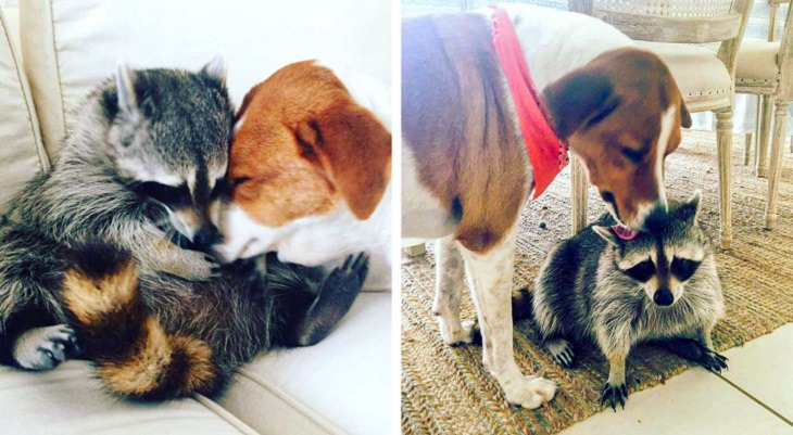 Pets Growing Old Together , raccoon and dog