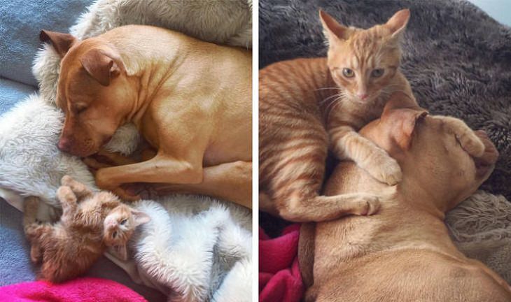 Pets Growing Old Together, cat and dog