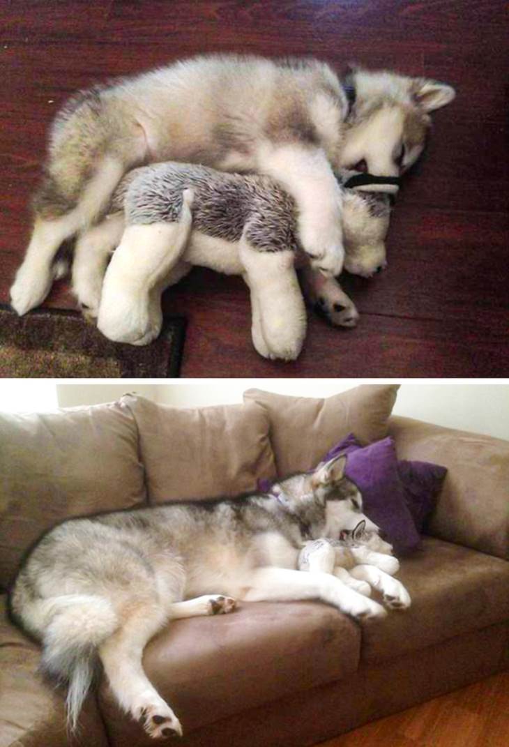 Pets Growing Old Together , dog and stuffed toy