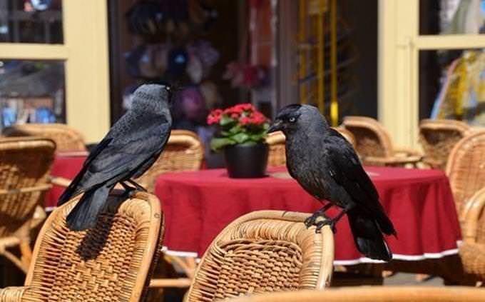 ravens sitting on wicker furniture
