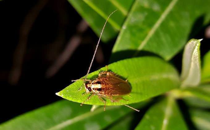 cockroach on a leaf