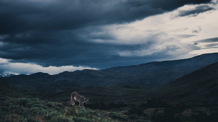 Patagonia Wildlife Photos by Konsta Punkka mountain lion