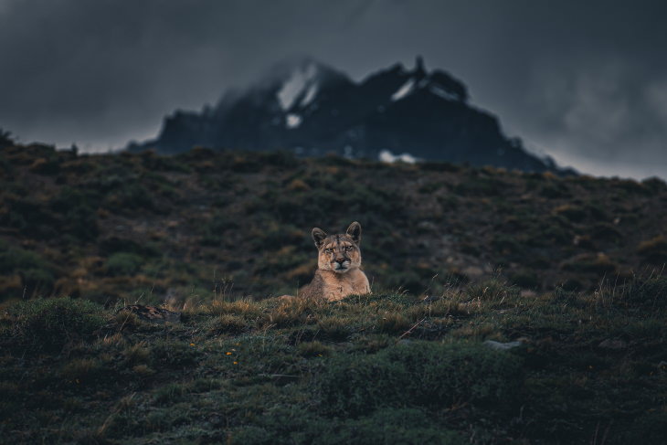 Patagonia Wildlife Photos by Konsta Punkka mountain lion 