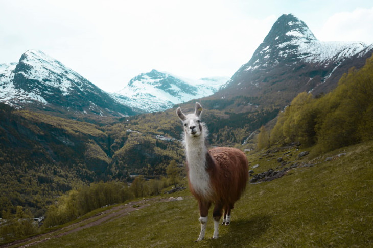 Patagonia Wildlife Photos by Konsta Punkka llama looking 