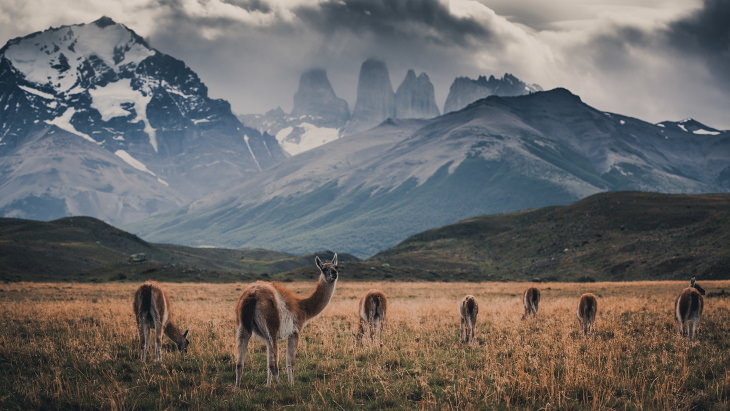 Patagonia Wildlife Photos by Konsta Punkka guanaco