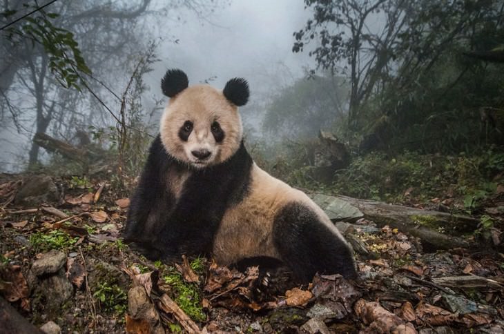 16 Amazing Nature Photos from Big Picture 2020 Competition
