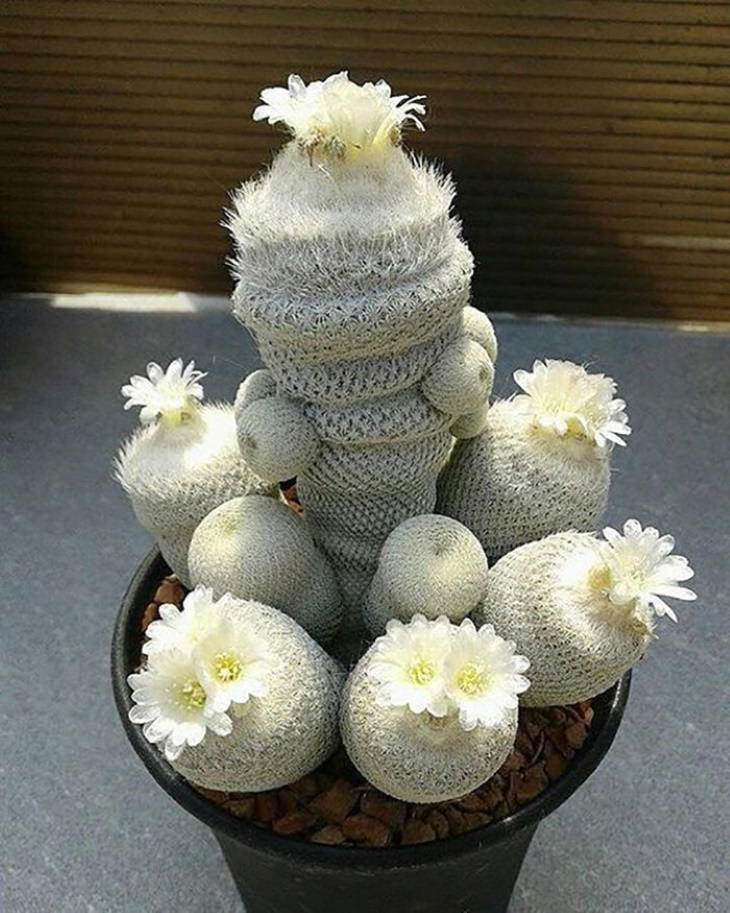 photos of succulents Pingpong Ball Cactus Epithelantha bokei