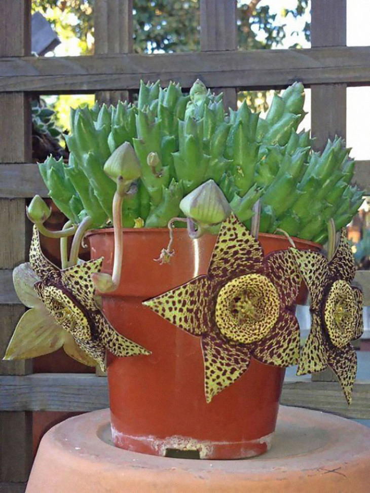 photos of succulents Search Results Web results  Orbea variegata (Starfish Plant)