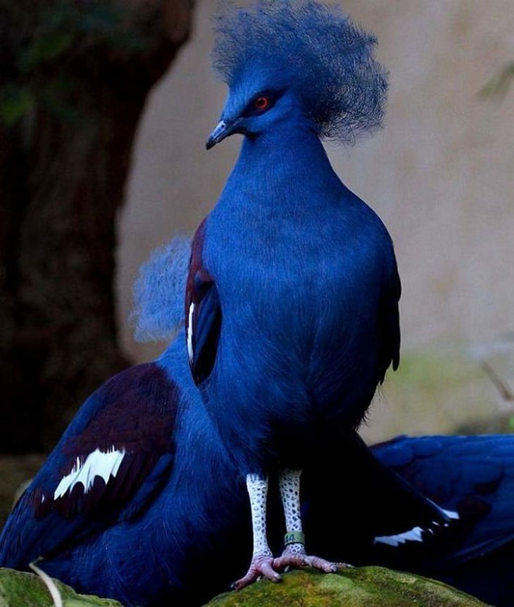 11. Blue Crowned Pigeon