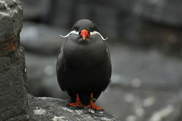 6. Inca Tern