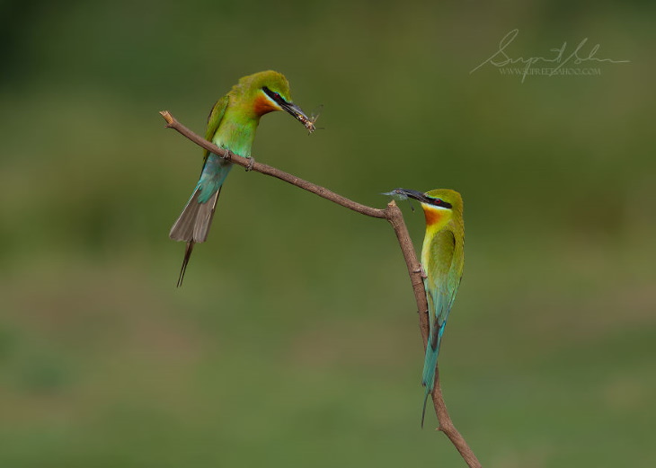 Fowls and Mammals of India Supreet Sahoo Blue-Tailed Bee-Eater