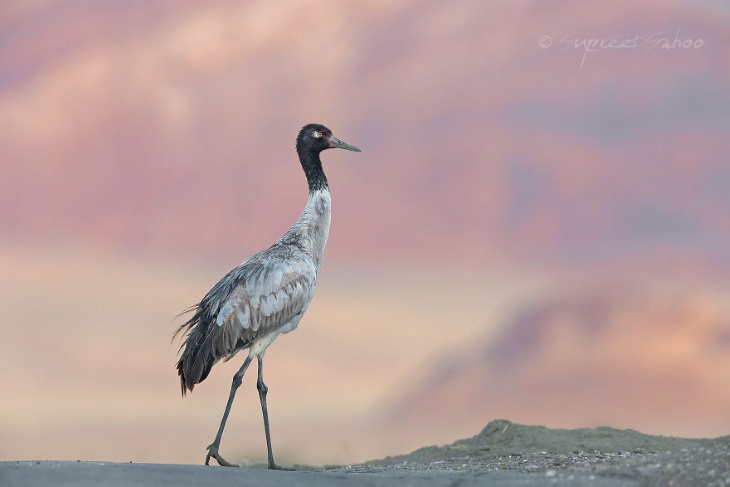 Fowls and Mammals of India Supreet Sahoo Black-Necked Crane