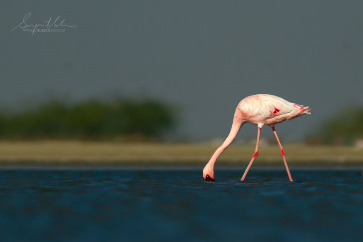 Fowls and Mammals of India Supreet Sahoo Lesser Flamingo