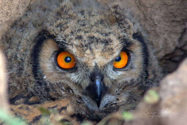 Fowls and Mammals of India Supreet Sahoo Indian Eagle Owl