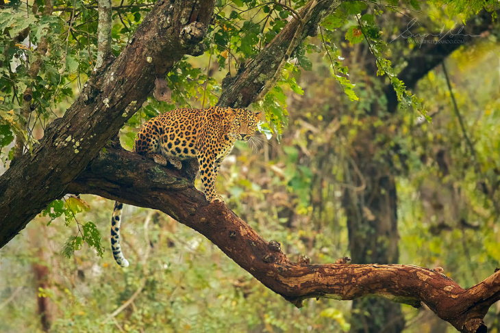 Fowls and Mammals of India Supreet Sahoo Indian Leopard