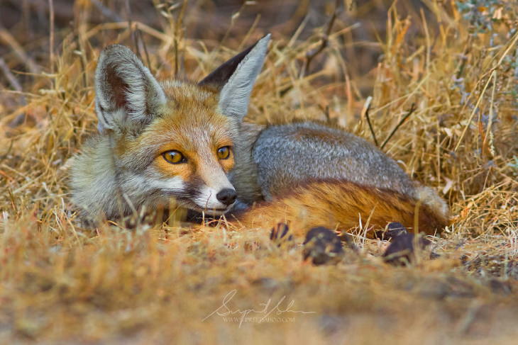 Fowls and Mammals of India Supreet Sahoo Desert Fox