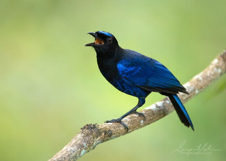 Fowls and Mammals of India Supreet Sahoo Asian-Fairy Bluebird