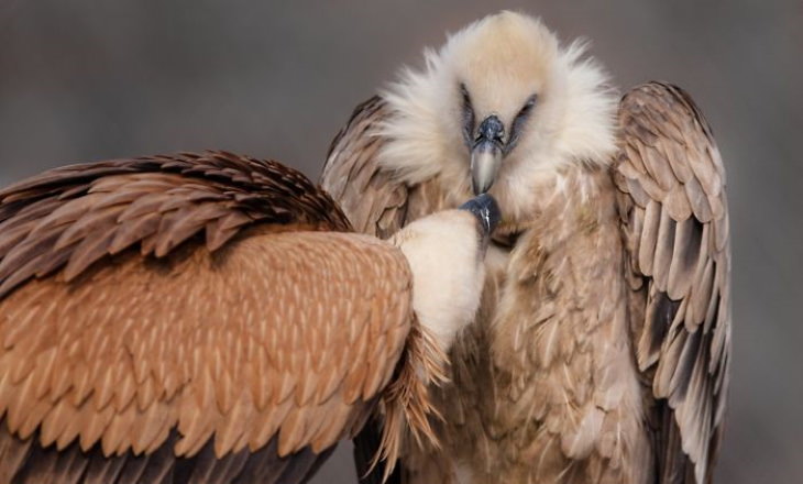 Photos of Motherly Love in Nature by Goran Anastasovski eagles