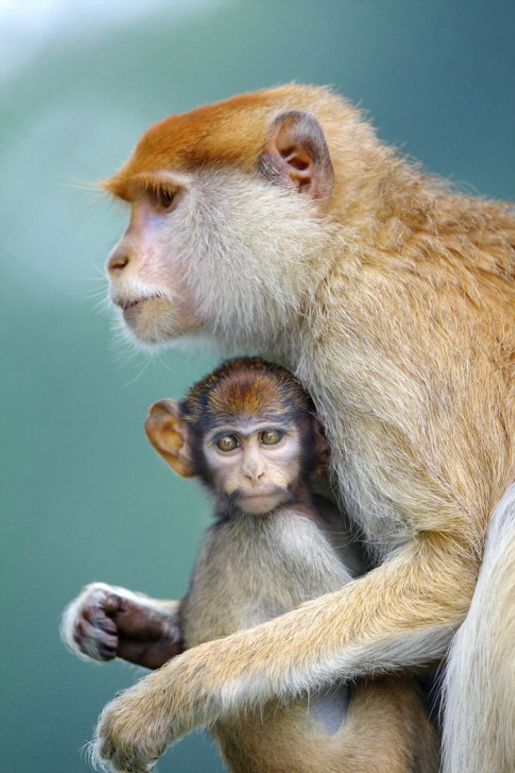 Photos of Motherly Love in Nature by Goran Anastasovski macaque