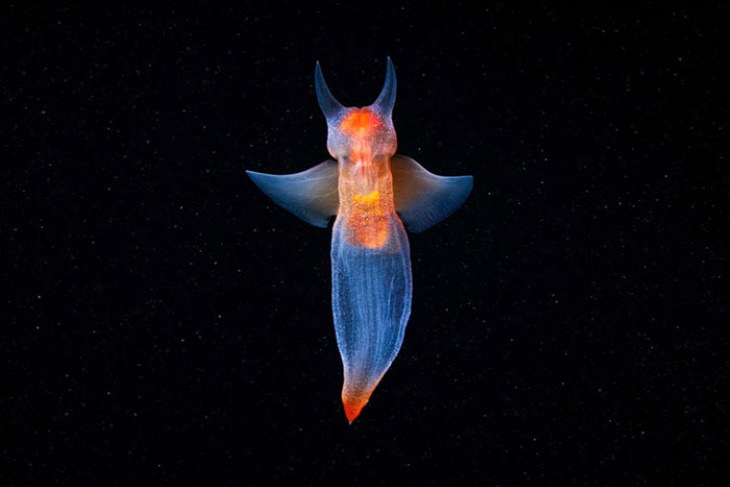 Alexander Semenov Underwater Photos Clione limacina