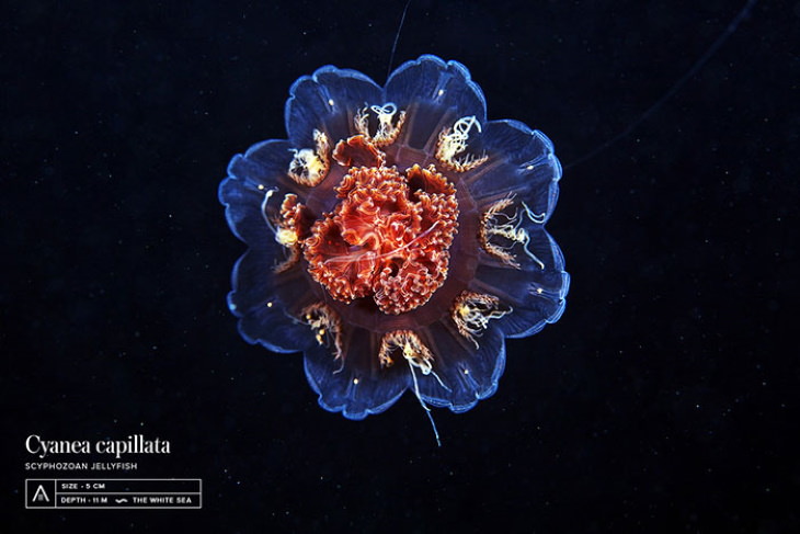 Alexander Semenov Underwater Photos lion's mane jellyfish