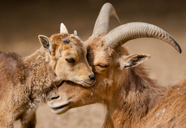 Photos of Motherly Love in Nature by Goran Anastasovski goat