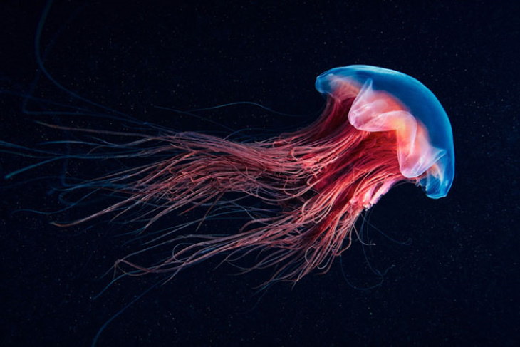 Alexander Semenov Underwater Photos Lion's Mane Jellyfish