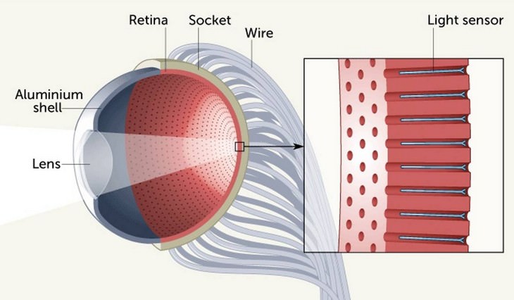 Artificial Eye That Can Eliminate Blindness Is Developed eye anatomy