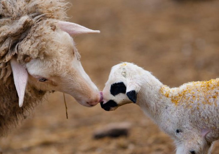 Photos of Motherly Love in Nature by Goran Anastasovski lamb